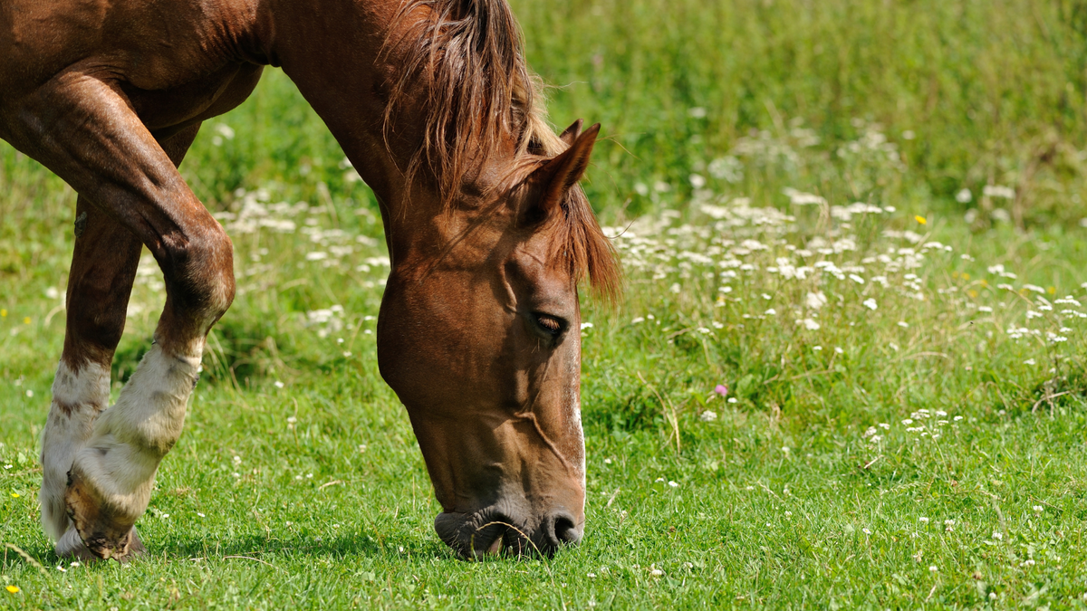Frühjahrs-Check fürs Pferd: Fit für die Weide? – Ratgeber für Pferde-Halter