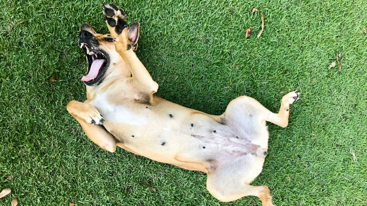 Magen-Darm Probleme Hund | Nahrungsergänzungsmittel für Hunde