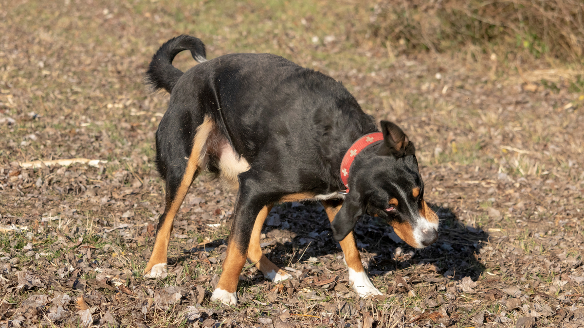 Hund schüttelt ständig den Kopf: Ursachen, Maßnahmen und Tipps zur Vorbeugung | Futterzusatz für Hunde