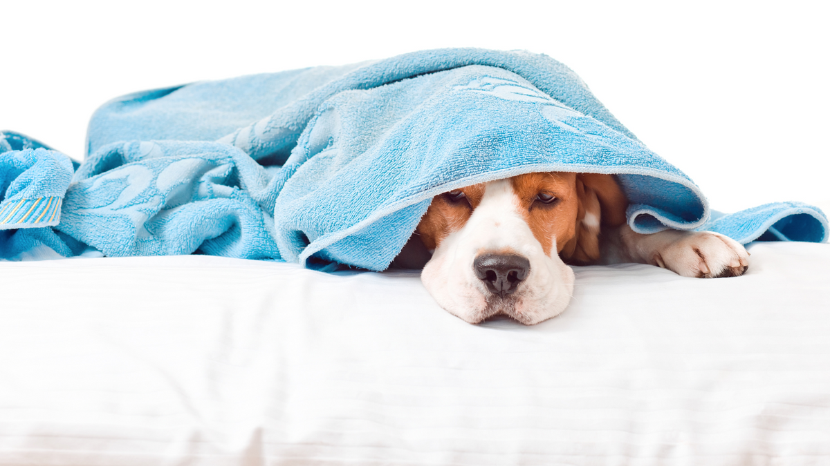 Gastritis beim Hund: Ursachen, Symptome und Behandlungsmöglichkeiten | Nahrungsergänzungsmittel für Hunde