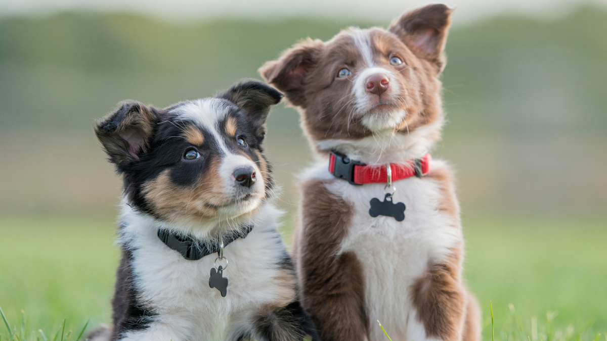 Zahnwechsel beim Hund – So kannst Du Deinen Vierbeiner unterstützen – Ratgeber für Hunde-Halter