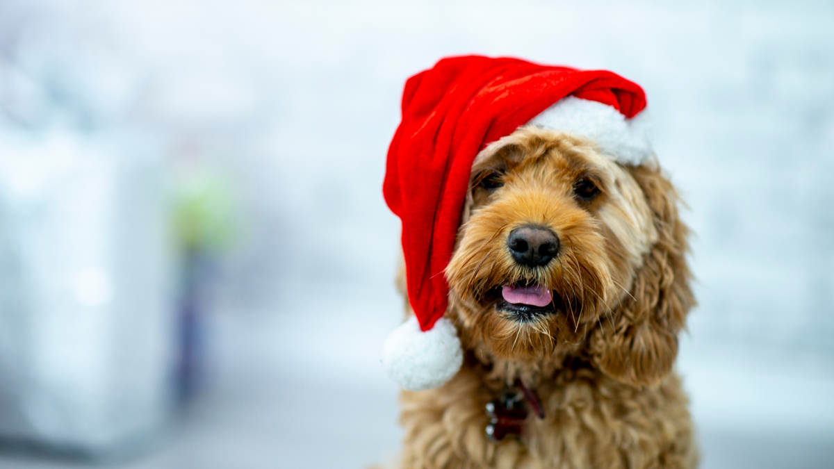 Weihnachten mit Hund – Ratgeber für Hunde-Halter