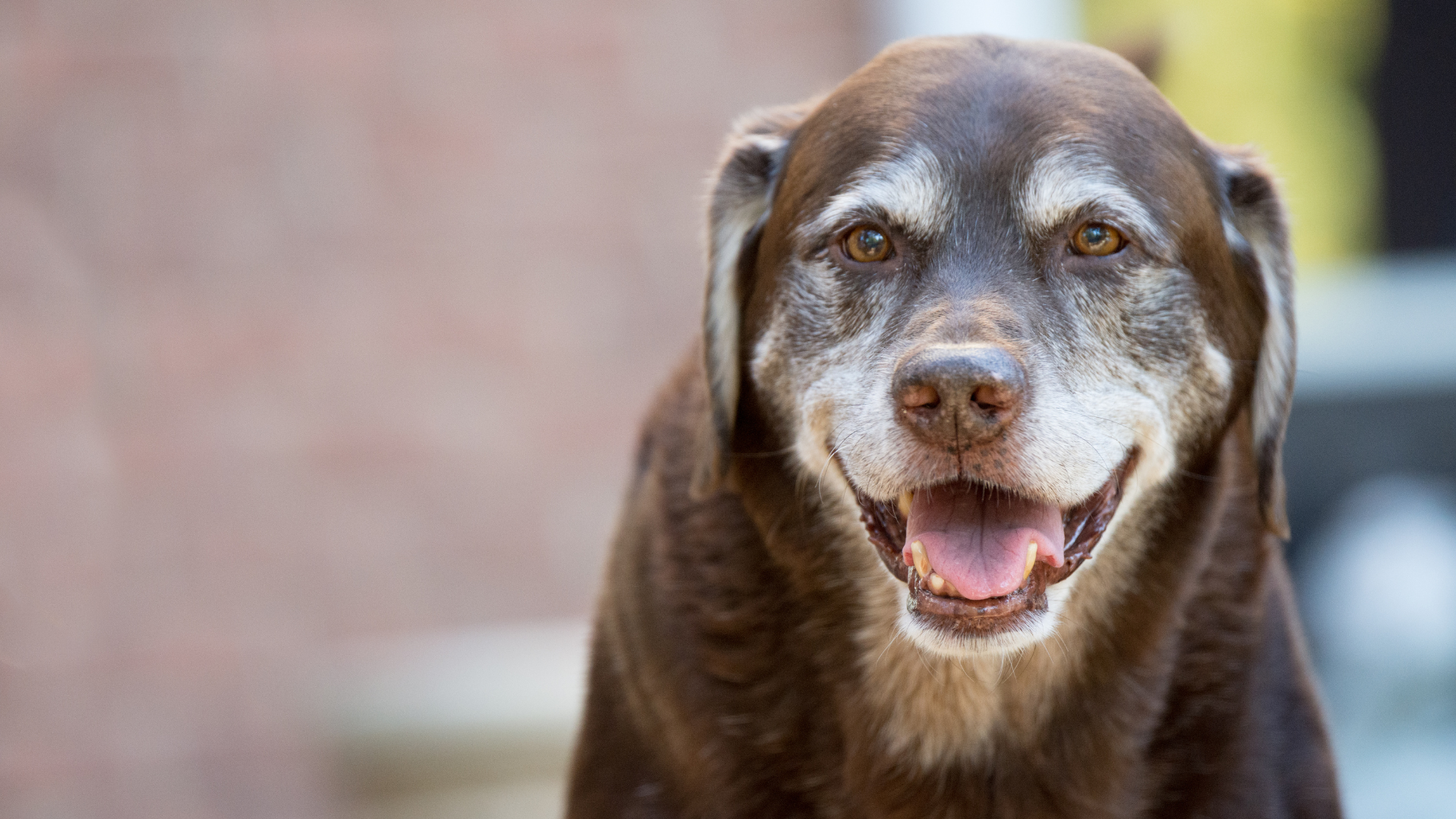 Senioren-Hunde: Ernährung & Bewegung im Alter – So bleibt Dein Vierbeiner fit und gesund | Nahrungsergänzungsmittel für Hunde