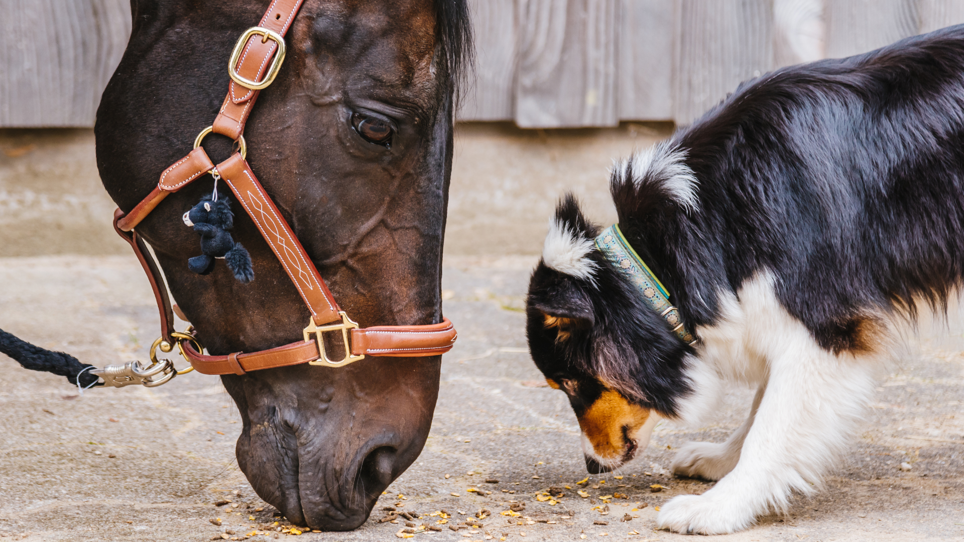 Tiergesundheit im Sommer: Hitzeschutz für Hund, Katze & Pferd | Futterergänzung für Pferde