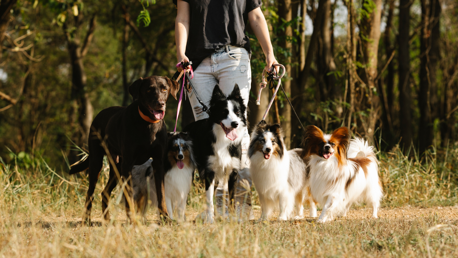 Leaky Gut Syndrom beim Hund: Was ist das und wie erkenne ich es? | Futterzusatz für Hunde