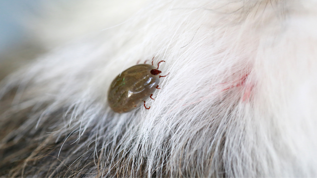 Ektoparasiten bei Hunden und Katzen – der große Ratgeber – Ratgeber für Hunde- & Katzenhalter