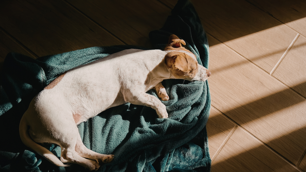 Erkältung beim Hund – wenn Dein Vierbeiner in der Erkältungszeit leidet | Futterergänzung für Hunde