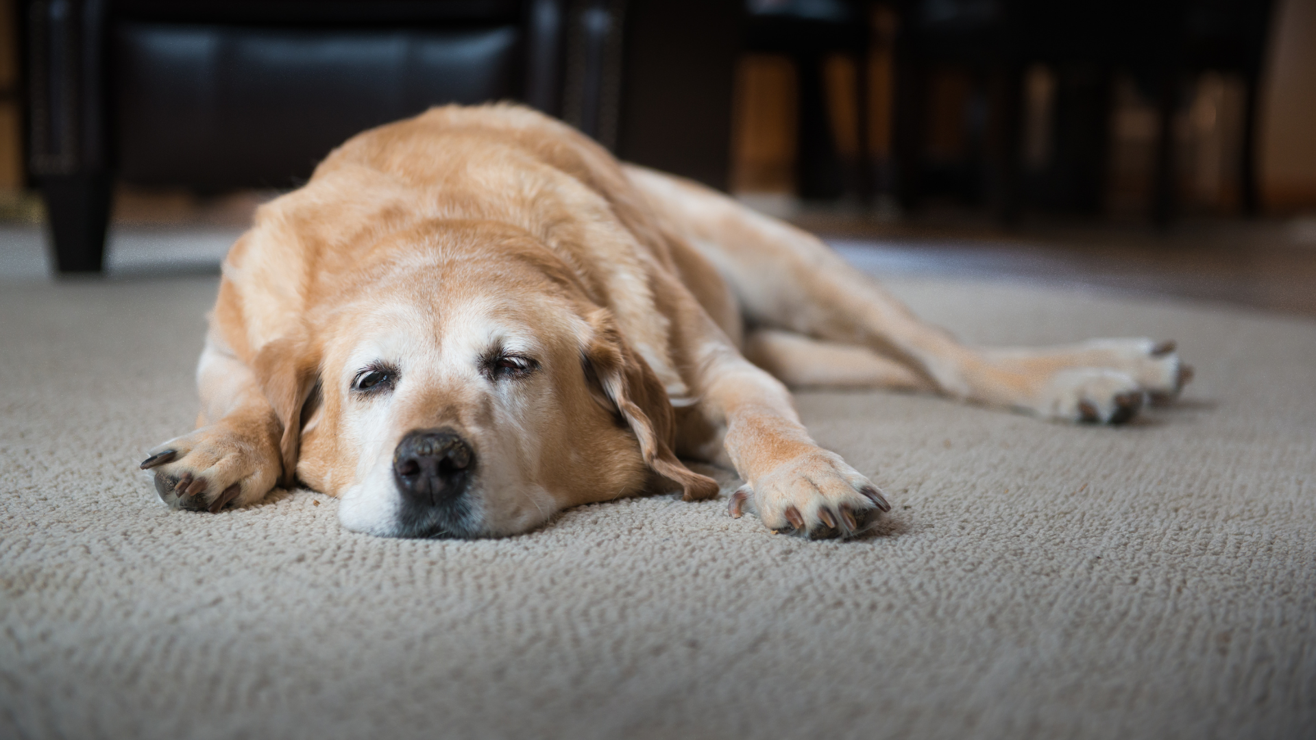Schlaganfall beim Hund – Wenn Dein Hund plötzlich das Gleichgewicht verliert