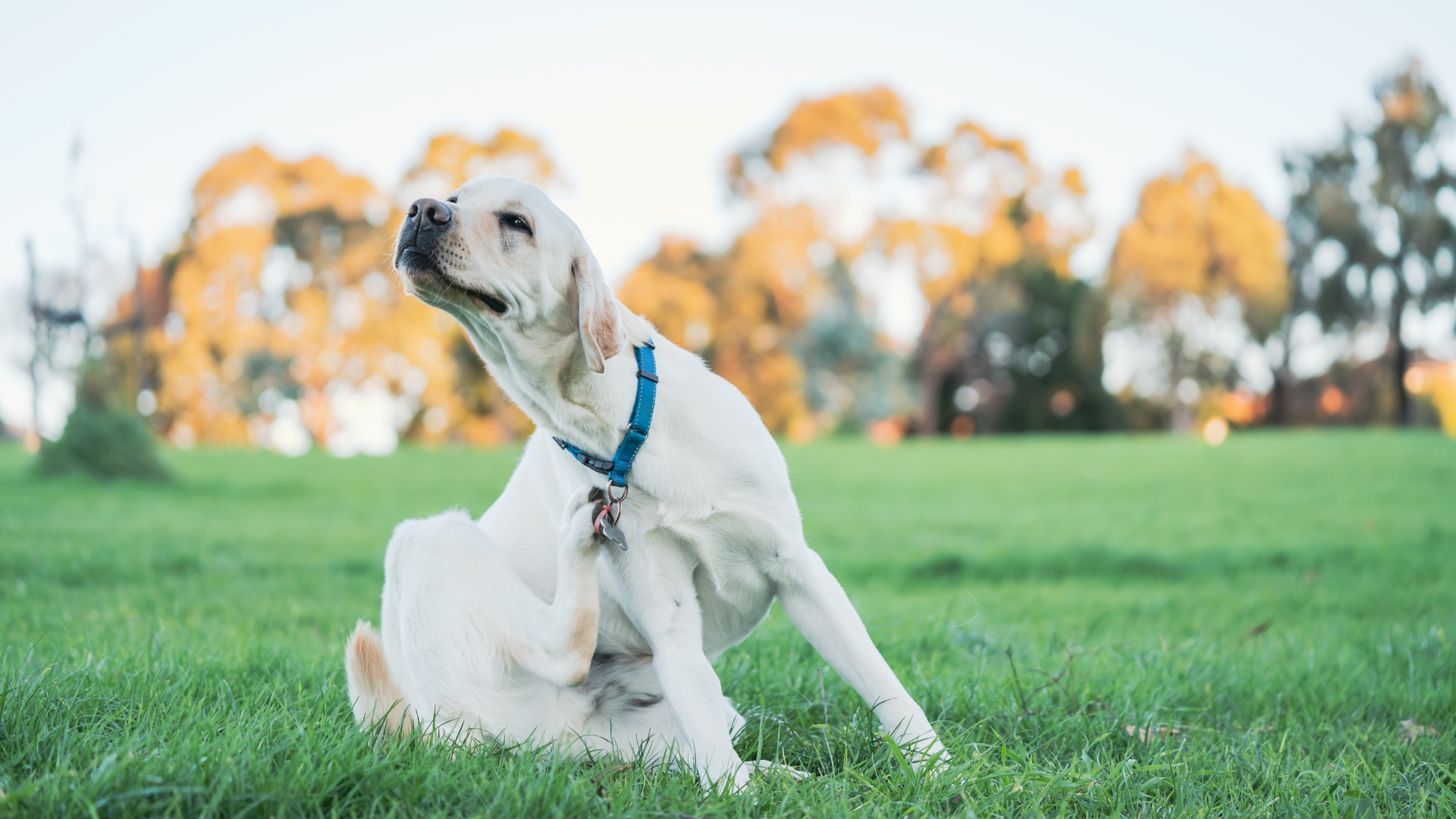 Hirschlausfliege: Ein fliegender Parasit aus dem Wald – fliegende Zecken im Blick