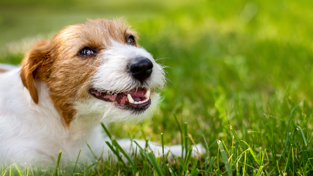 Zahnstein beim Hund entfernen: Umfassender Leitfaden für gesunde Hundezähne – Ratgeber für Hunde-Halter