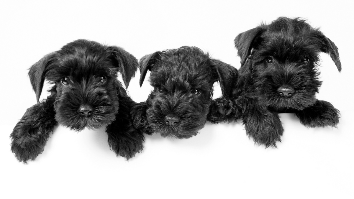 Kleine Hunderassen, die nicht haaren: Dein perfekter Begleiter ohne Haarchaos | Nahrungsergänzungsmittel für Hunde