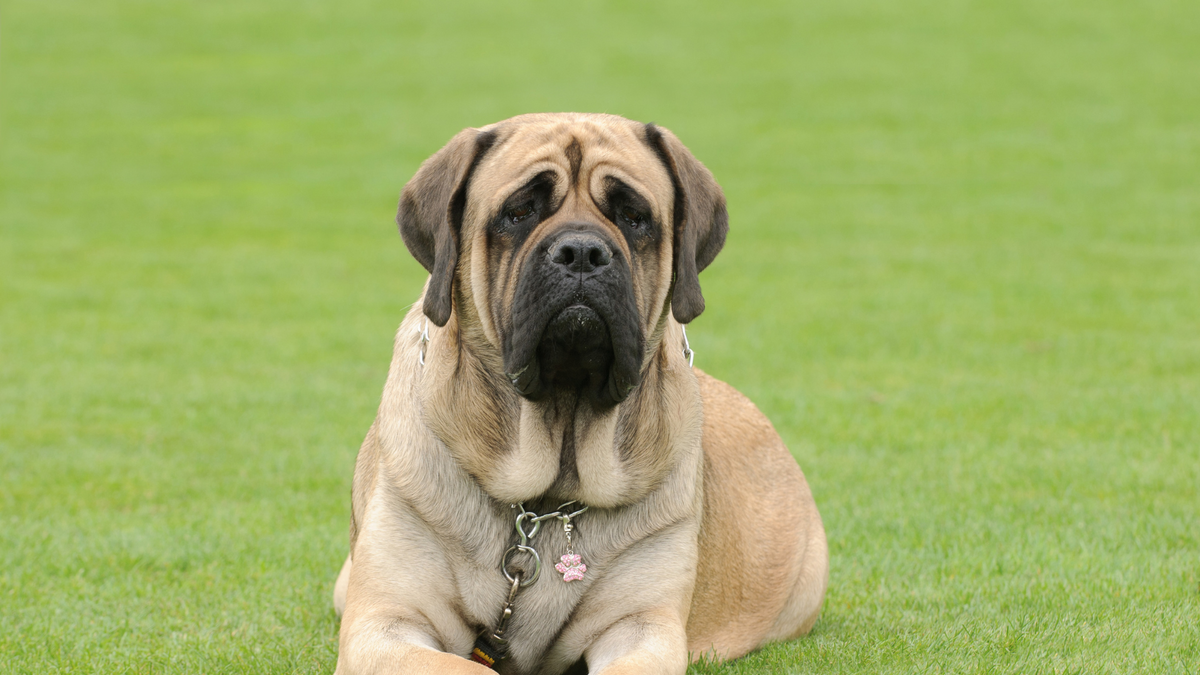 Die größte Hunderasse der Welt – Ratgeber für Hunde-Halter