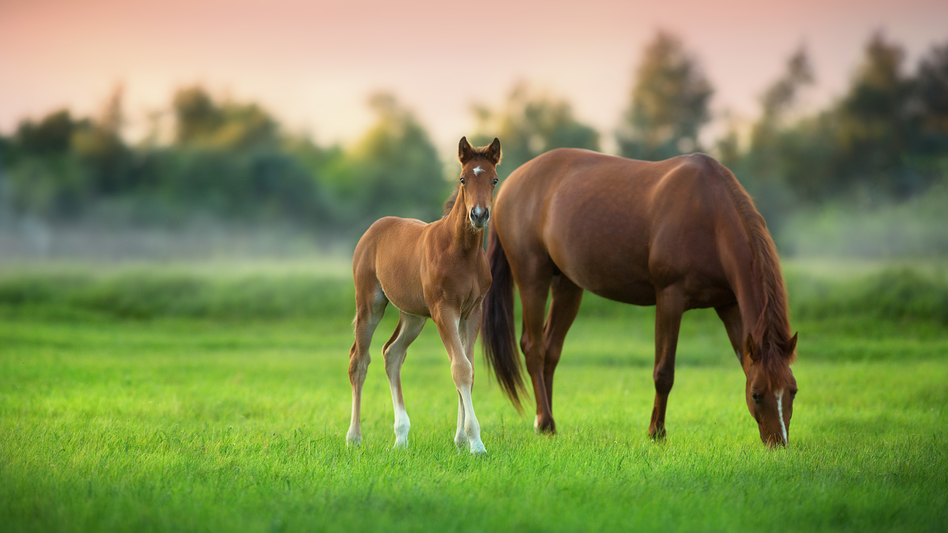 Rosse beim Pferd - Das solltest Du wissen – Ratgeber für Pferde-Halter