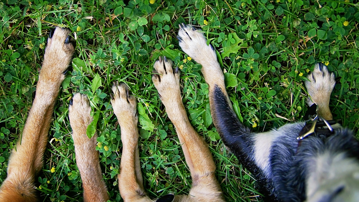 Pfotenkrankheiten bei Hunden: Ein umfassender Ratgeber mit Ursachen, Symptomen und | Futterergänzung für Hunde