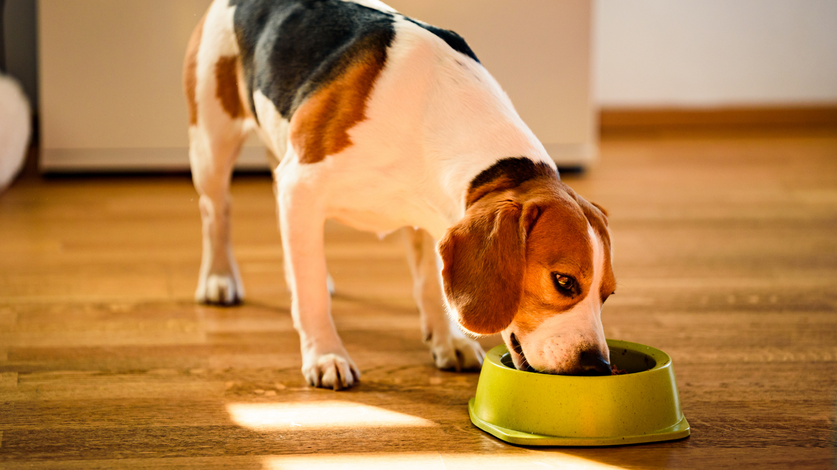 Dürfen Hunde Gewürzgurken essen? Eine wichtige Frage für alle Hundebesitzer | Futtertopping für Hunde
