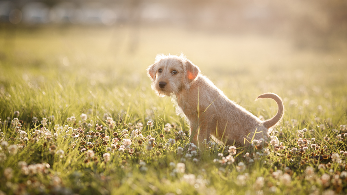 Hund hat Blut im Urin: Ursachen, Symptome und Tipps – Ratgeber für Hunde-Halter