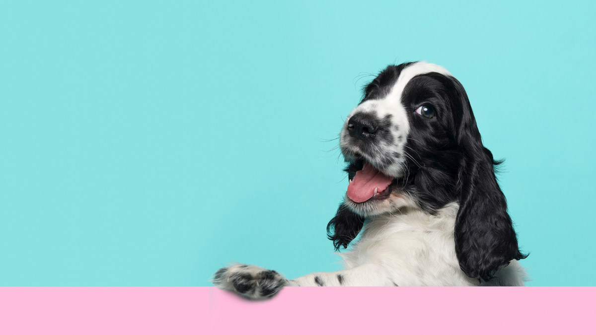 Übersäuerung beim Hund: Ursachen, Symptome und wie Du Deinen Hund unterstützen kannst | Futterzusatz für Hunde