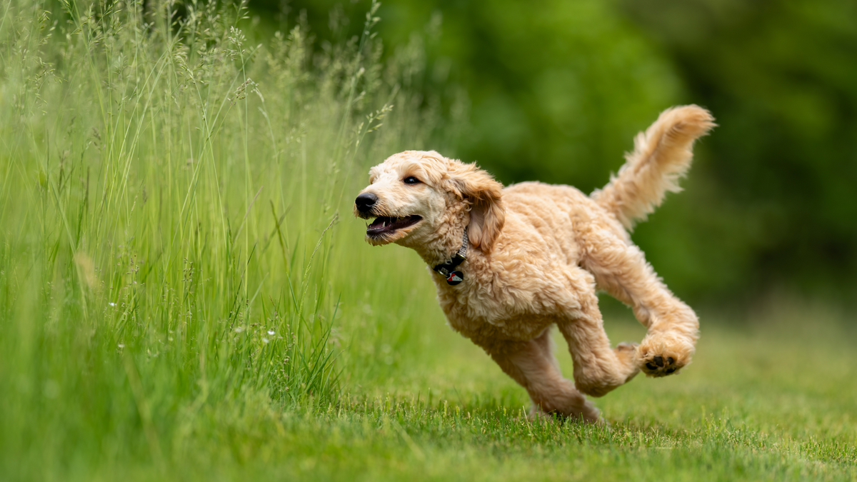 Grasmilben beim Hund: Was Du wissen solltest | Futterergänzung für Hunde