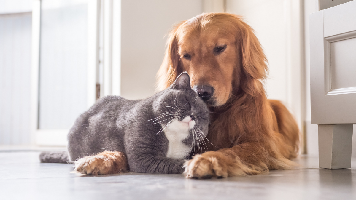 Hitzebedingte Erkrankungen bei Hunden und Katzen: So schützt Du Dein Haustier im Sommer – Ratgeber für Hunde- & Katzenhalter