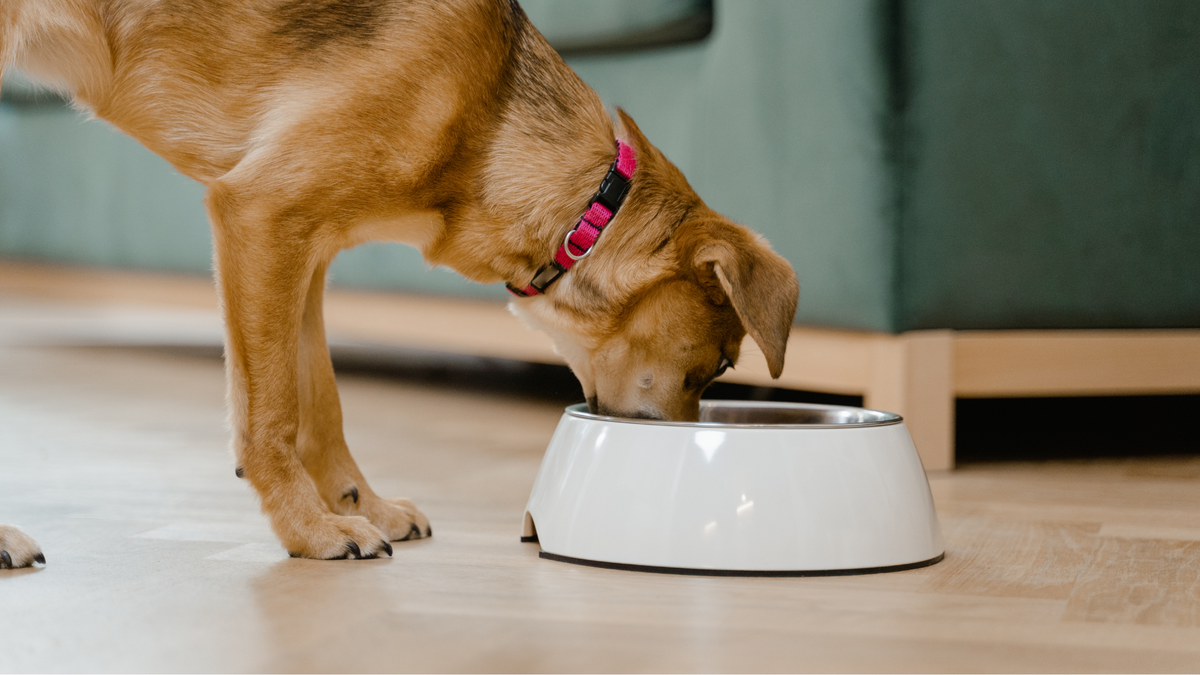 Dürfen Hunde Nüsse essen? Ein umfassender Ratgeber für Hundebesitzer | Futterergänzung für Hunde