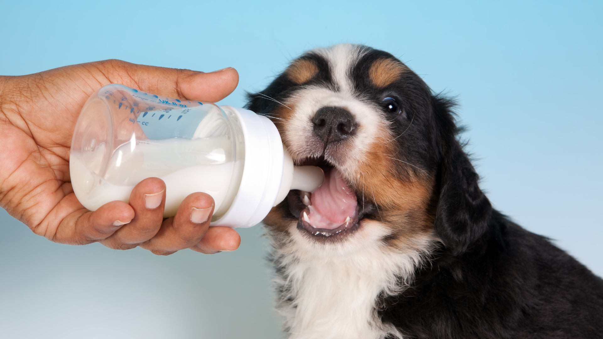 Dürfen Hunde Milch trinken? Ein ausführlicher Ratgeber mit Nebenwirkungen, Milchprodukten | Futterzusatz für Hunde