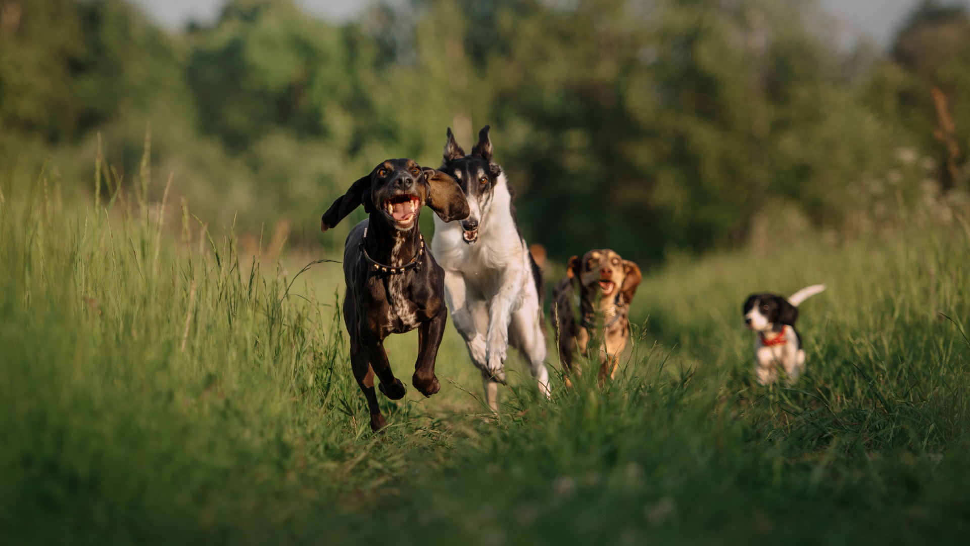Dürfen Hunde Erdnüsse essen? Der ausführliche Ratgeber | Nahrungsergänzungsmittel für Hunde