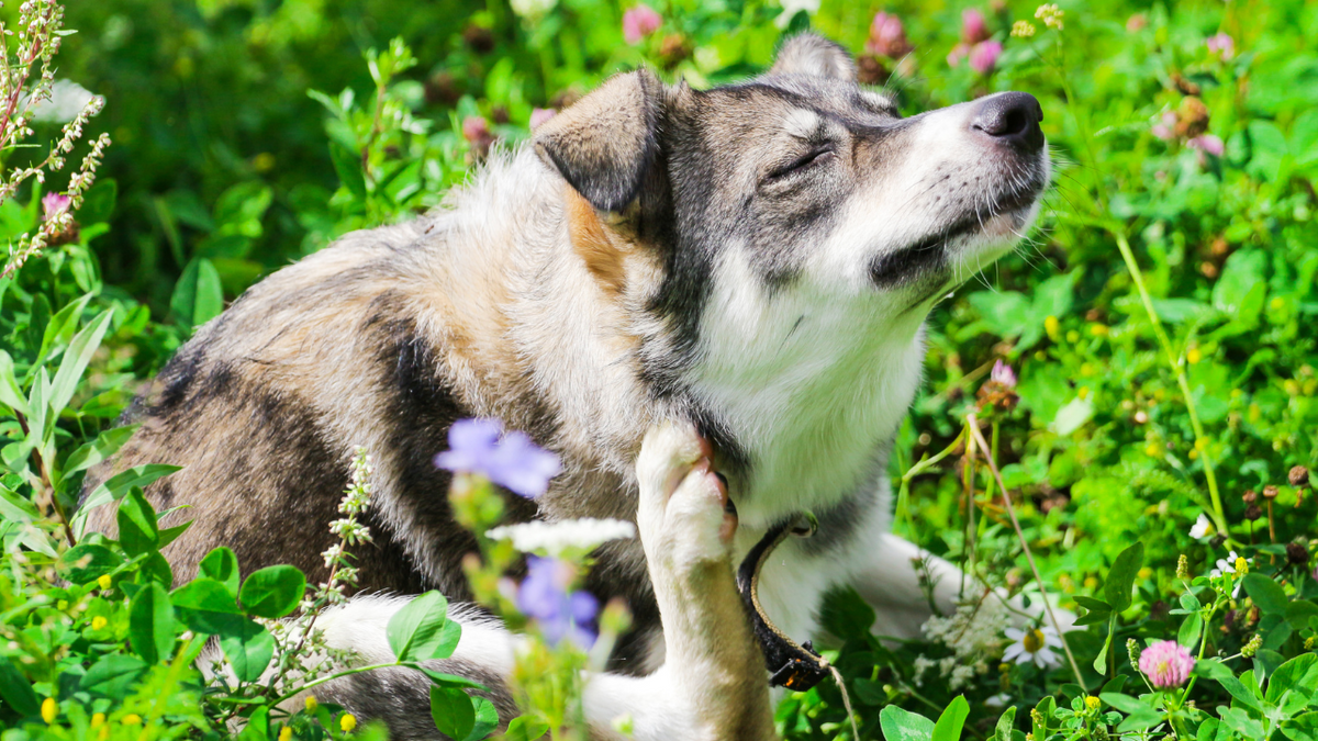 Juckreiz beim Hund: Ursachen, Symptome und Behandlungsmöglichkeiten | Futtertopping für Hunde