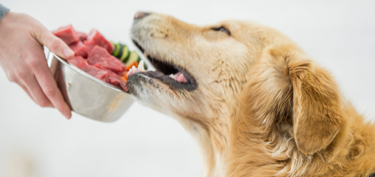 Was ist eine Eliminationsdiät beim Hund – und wann macht sie Sinn? | Futterzusatz für Hunde