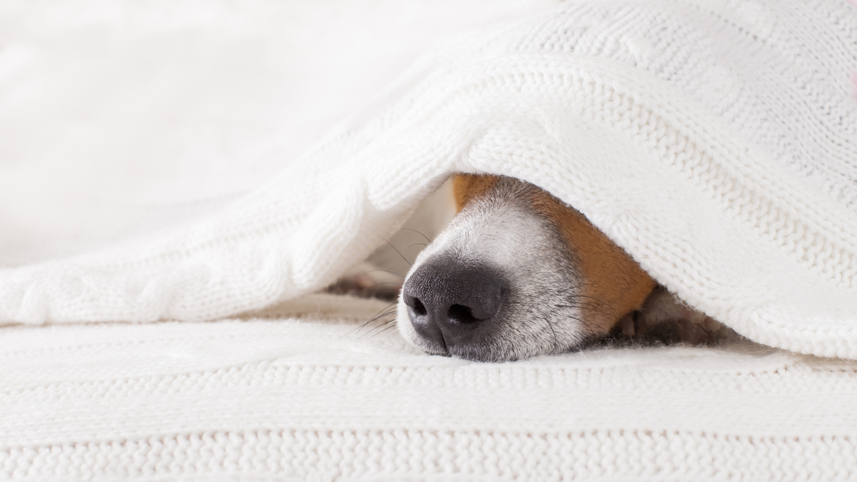 Zwingerhusten beim Hund – Ursachen, Symptome, Ansteckung, Behandlung und Vorbeugung | Nahrungsergänzungsmittel für Hunde