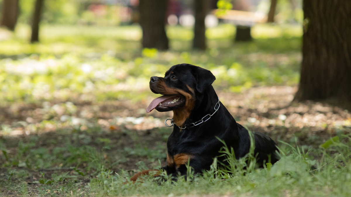 Magendrehung beim Hund – ein stiller Notfall, den Du erkennen solltest | Futtertopping für Hunde