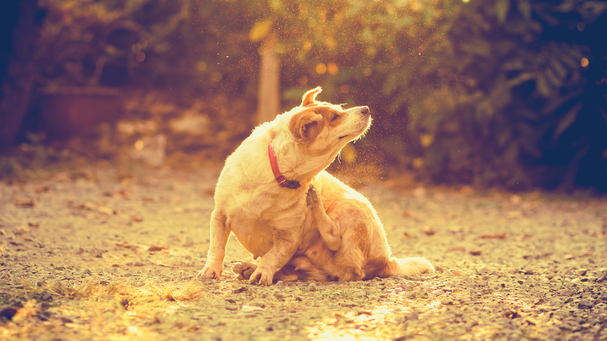 Allergien beim Hund: Symptome und Co. – das solltest Du wissen! | Futterergänzung für Hunde