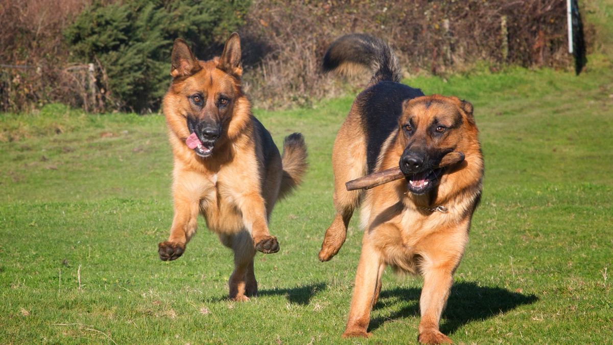 Arthrose Hund - Symptome, Ursachen, Behandlung und Vorbeugung | Futtertopping für Hunde