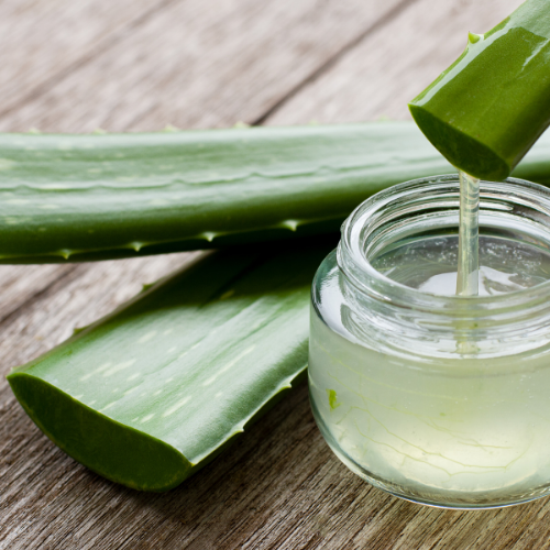 Aloe Vera for Dogs: Natural Support