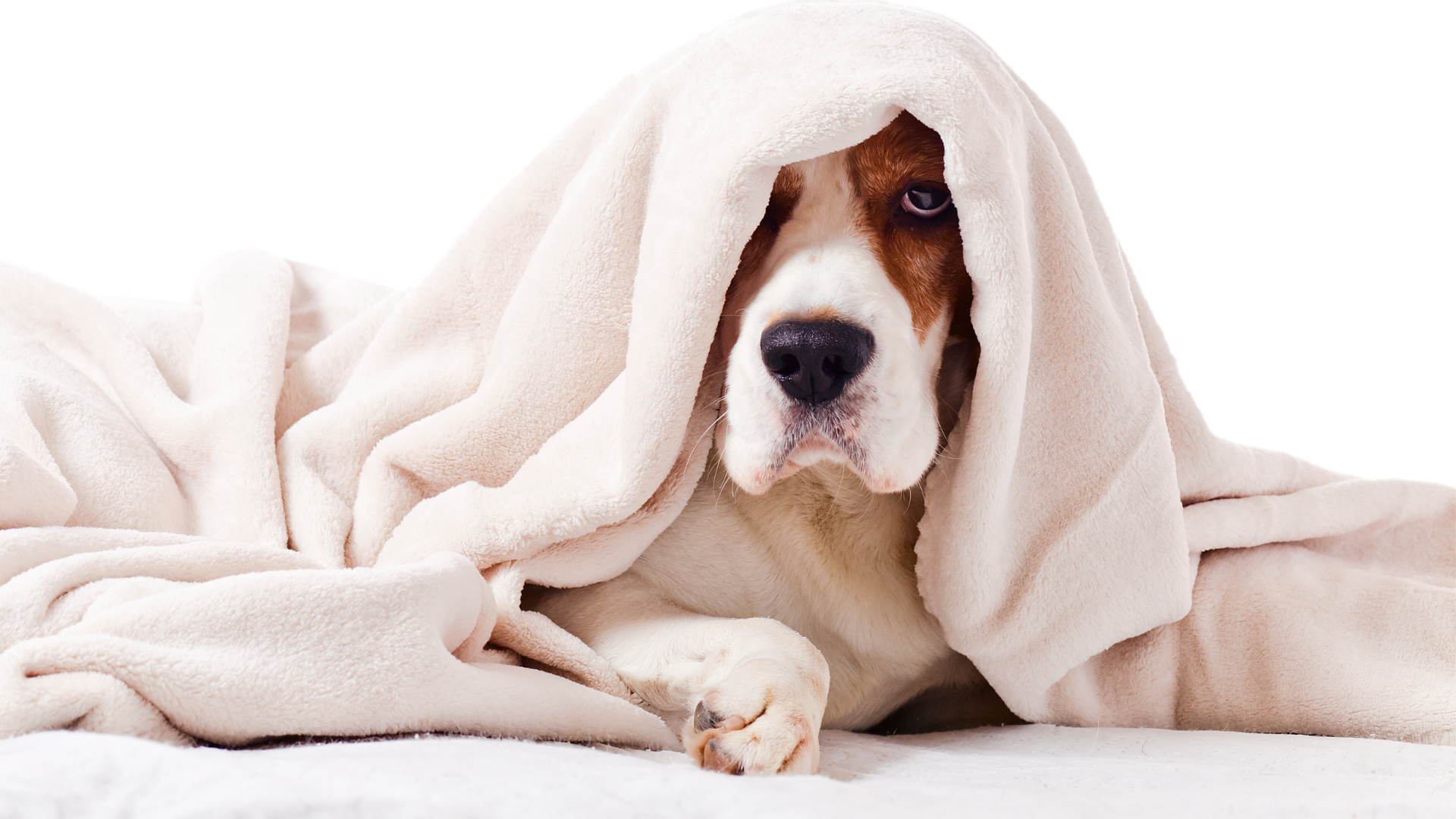 Bauchschmerzen beim Hund: Was kann ich tun? | Futterzusatz für Hunde