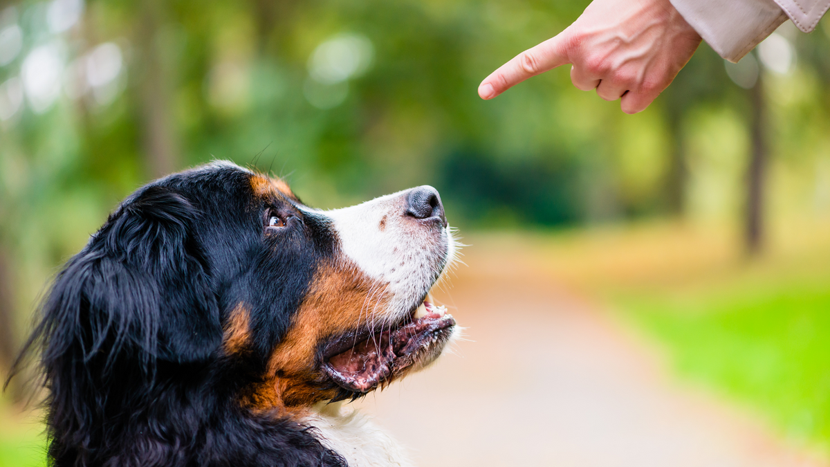 Diese 7 Kommandos sollte Dein Hund beherrschen – Ratgeber für Hunde-Halter