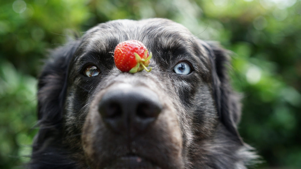 Dürfen Hunde Erdbeeren essen? | Nahrungsergänzungsmittel für Hunde
