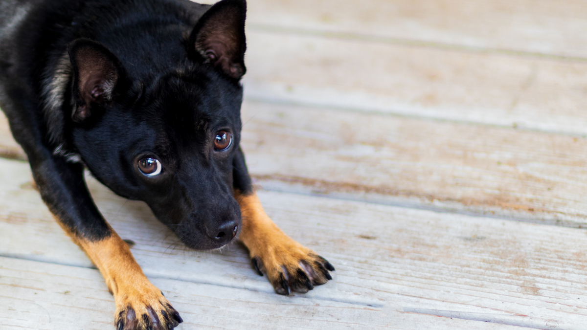 Gebetsstellung Hund: Hat mein Hund Bauchschmerzen? | Futterzusatz für Hunde