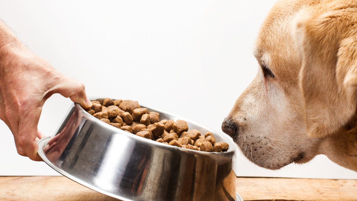 Mein Hund frisst nicht! So regst Du den Appetit wieder an | Futterergänzung für Hunde