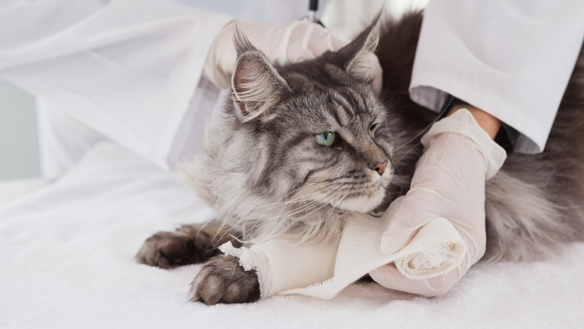 Katze humpelt: Arthrose und andere Ursachen – Ratgeber für Katzen-Halter