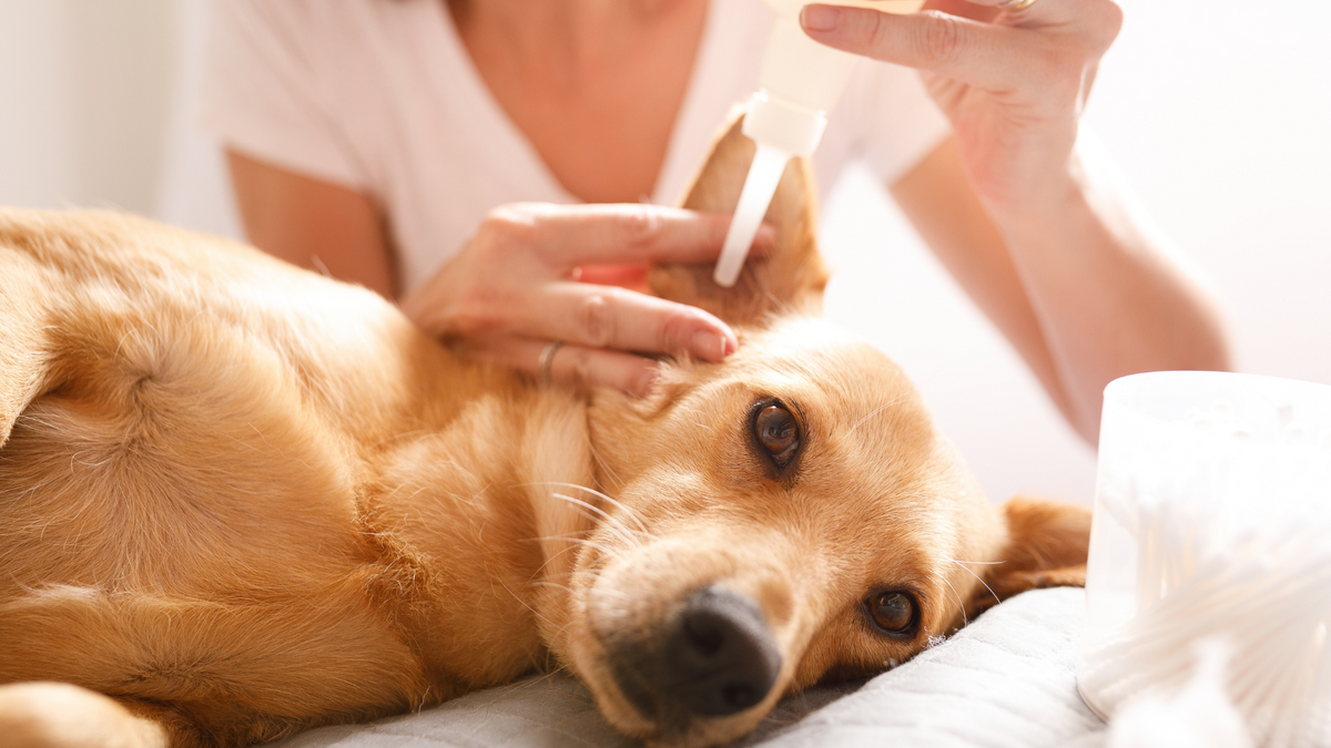 Ohrenentzündung beim Hund: Hausmittel oder Tierarzt? – Ratgeber für Hunde-Halter