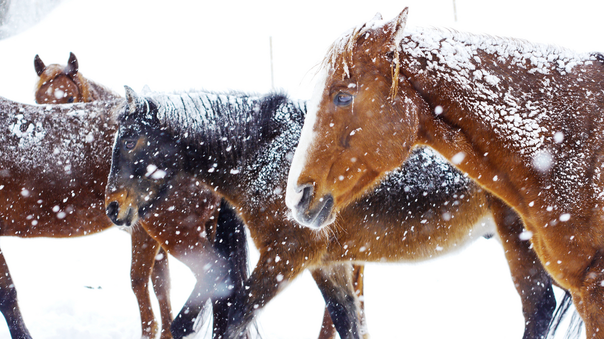 Pferde im Winter | Nahrungsergänzungsmittel für Pferde