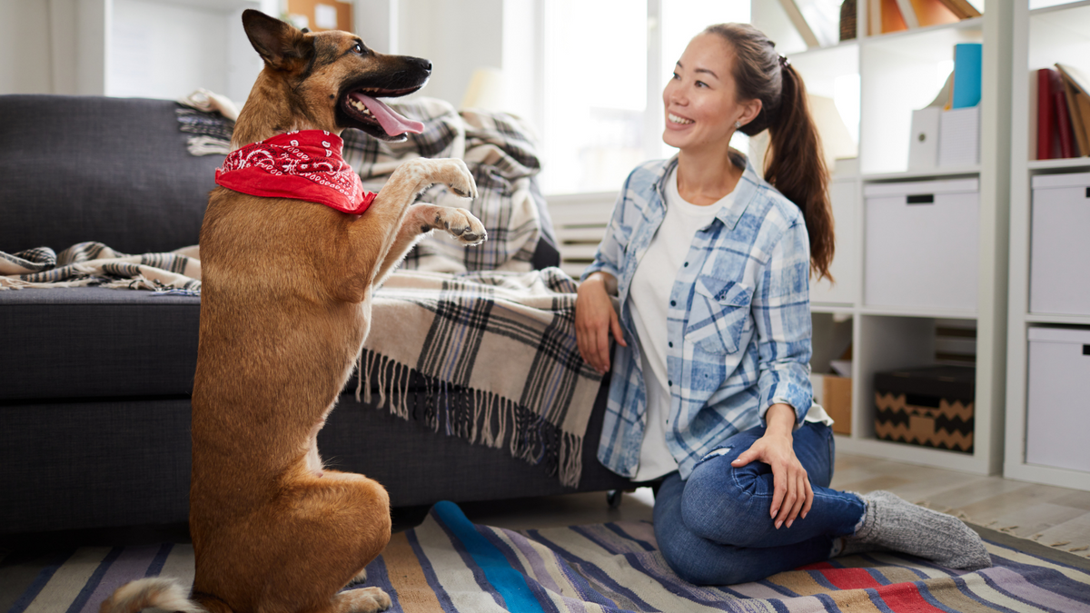 Regenwetter und nun? Wie Du Deinen Hund drinnen auspowerst! – Ratgeber für Hunde-Halter
