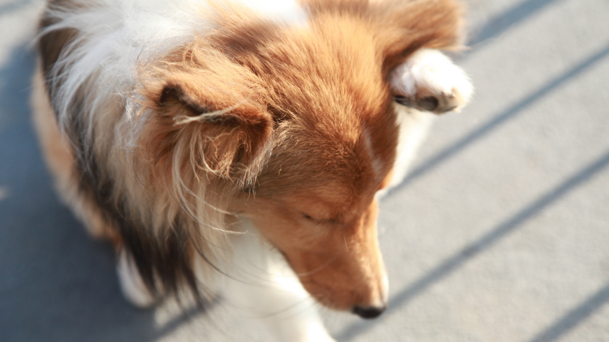 Schuppen beim Hund: Ist Trockene Haut die Ursache? | Futtertopping für Hunde