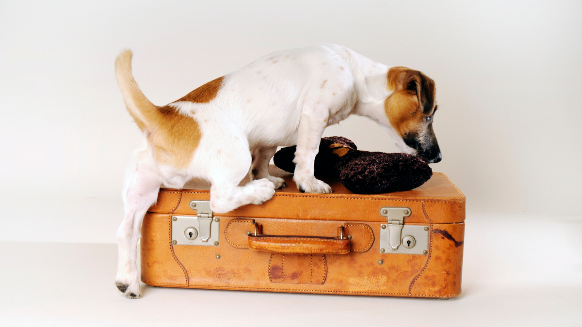 Urlaub mit Hund: Das solltest Du mitnehmen – Ratgeber für Hunde-Halter