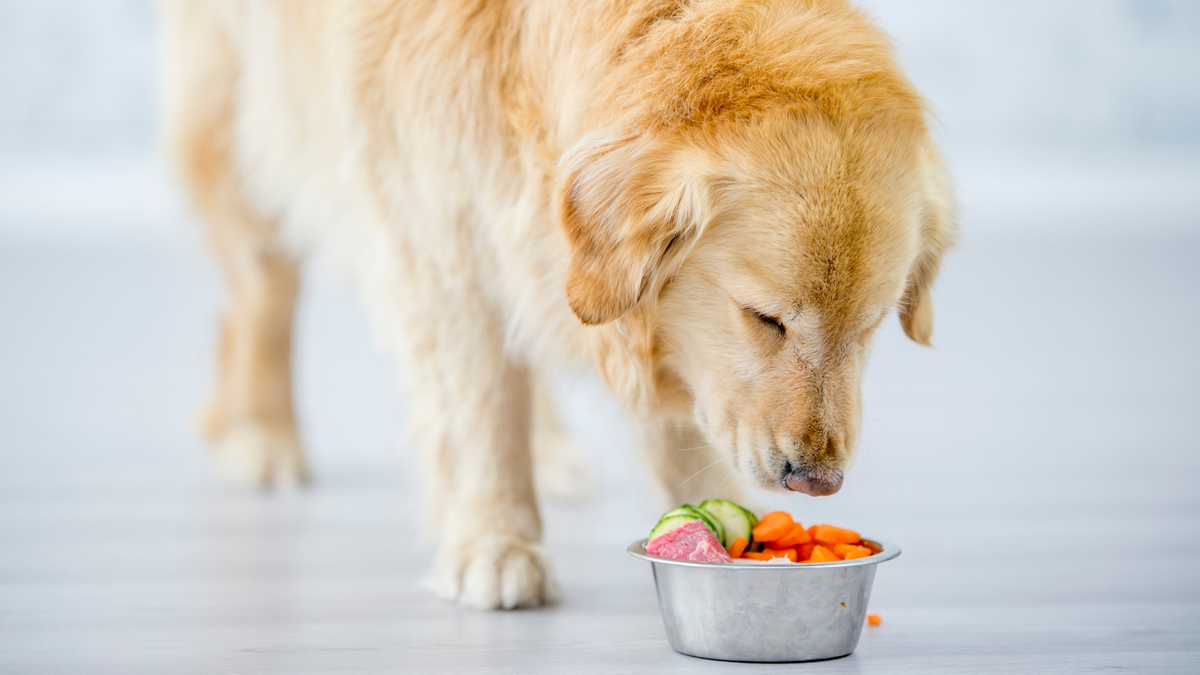 Vitaminmangel beim Hund: Auswirkungen und wie Du vorbeugen kannst | Futtertopping für Hunde