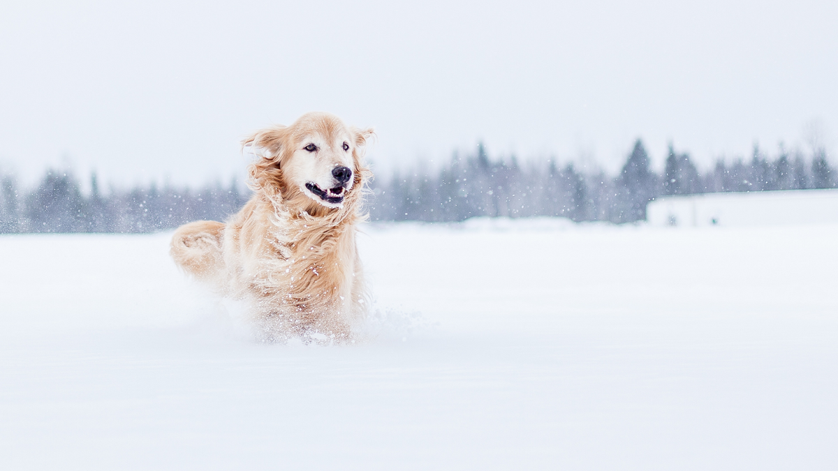 Winter mit Hund: Darauf musst Du achten | Futterergänzung für Hunde