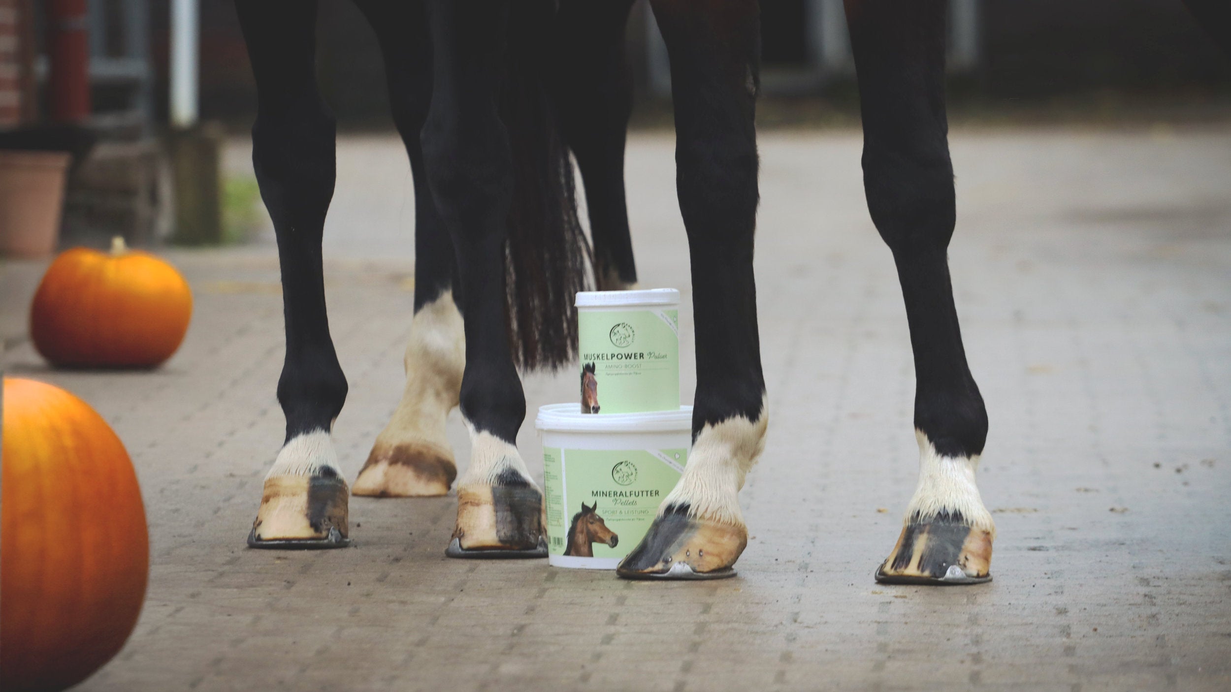 Sport und Leistung für Pferde