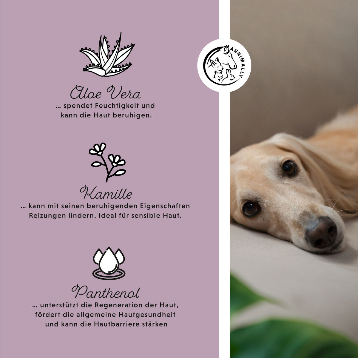 Augenpads für Hunde – Tierpflege | Annimally