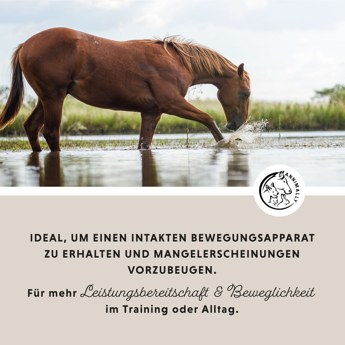 Bewegungsfreude Sensitiv für Pferde – Futterergänzung für Gelenke & Bewegung | Annimally