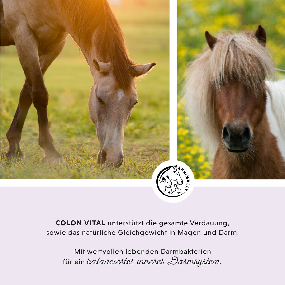 Colon Vital Pulver von Annimally für eine gesunde Darmflora – Futtertopping für Pferde